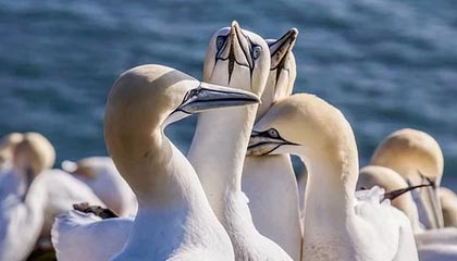 kaiyun官方入口登录-瑞·弗兰：全黑队的“防守专家”，每一次关键拦截都帮助球队稳住局面