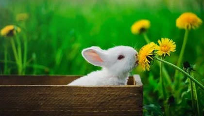 开云入口-希腊女篮在欧洲锦标赛中力争金牌，续写辉煌传统，希腊女篮直播