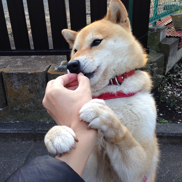 日本男足敢拼敢赢,永不言败!,男足日本队