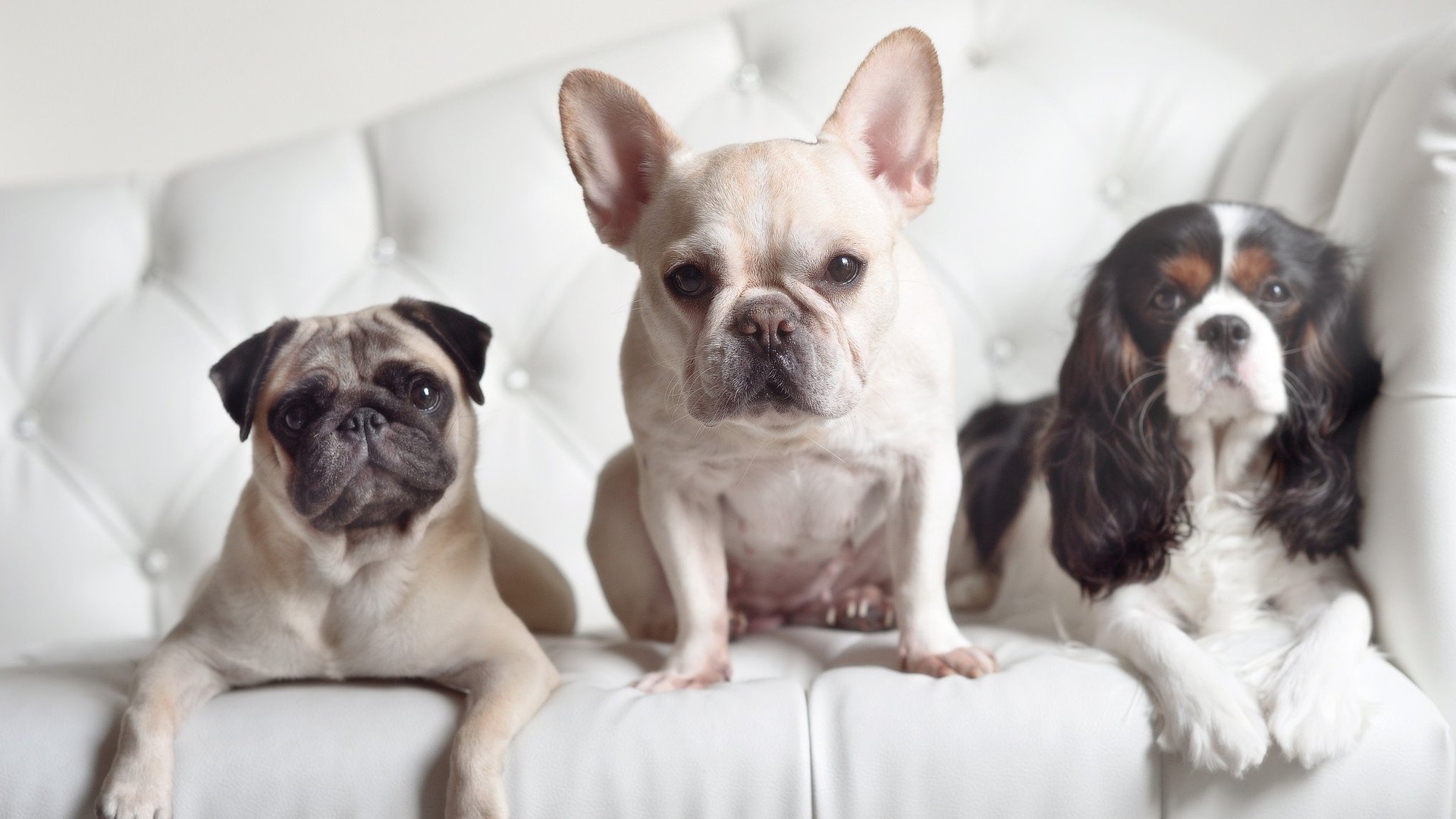 开云官网-CBA技术统计报告发布 本土球员贡献增加，cba各队技术统计