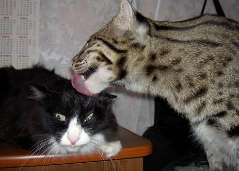 乌拉圭女篮在南美锦标赛中表现出色，迈向奥运舞台，乌拉圭篮球联赛2021