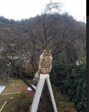 哈伦100米蝶泳决赛发挥稳定