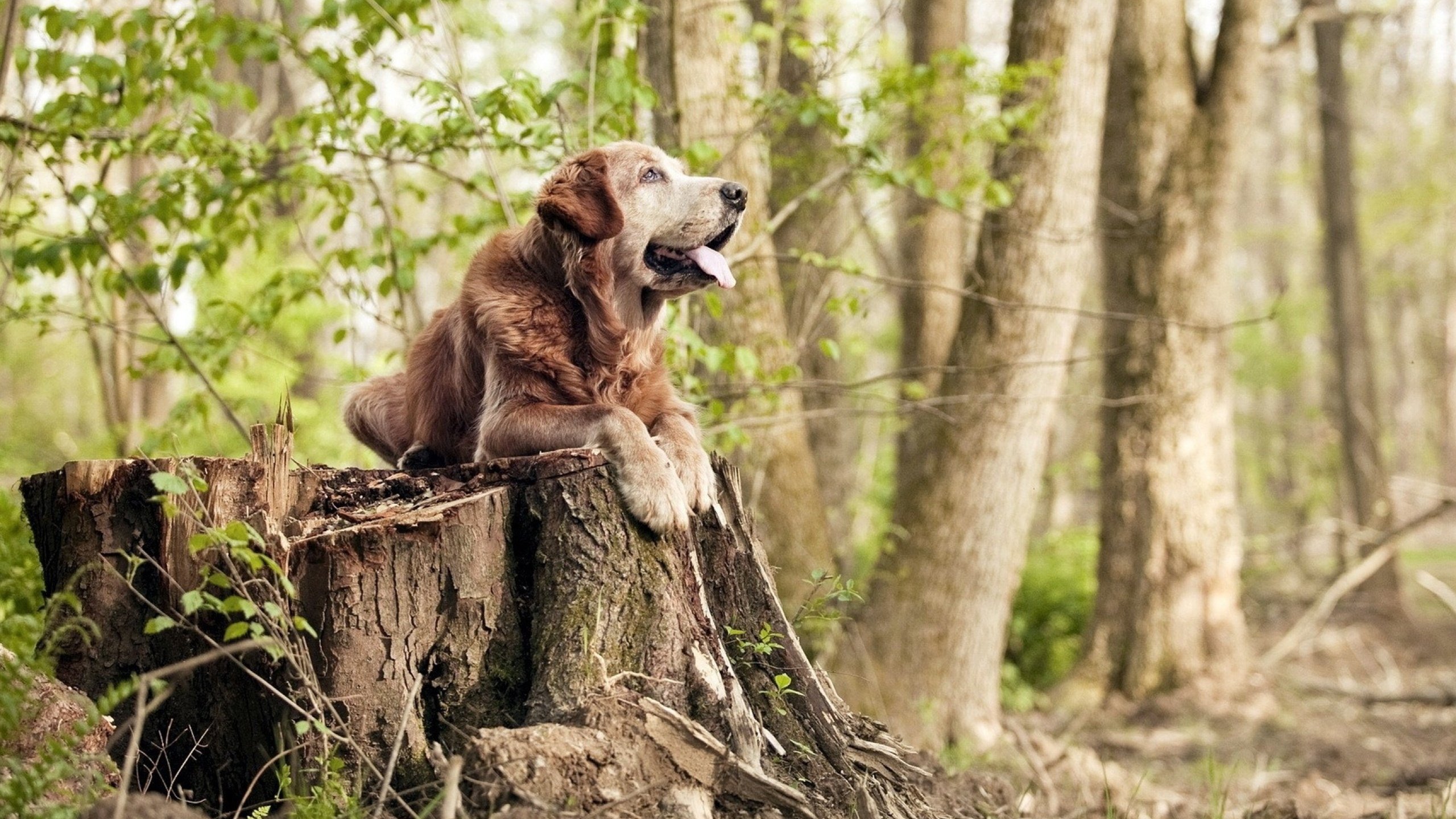 法国混合接力稳扎稳打锁定好成绩，法国混双组合